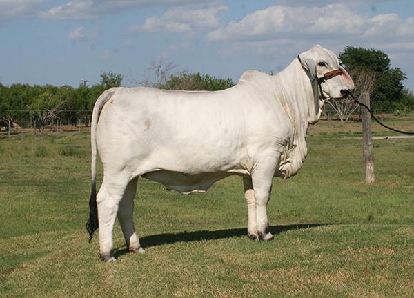 LMC Muneca Perfecta - one of our best Pistolero daughters