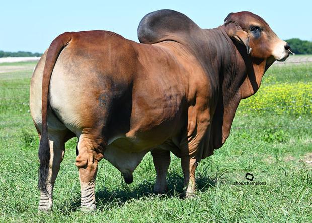 Sire of Embryos