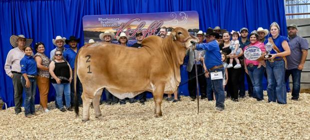 ¾ Sister to resulting calf