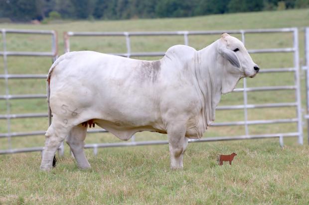 Maternal Half Sister: Miss V8 486/8 – 2018 National Champion & 2019 International Champion