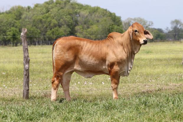 Flushmate Sister that sold in BRC Spring Sale