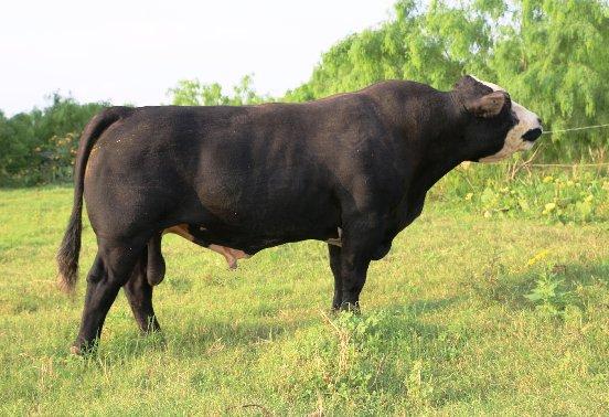 Sire - LMC Black Baldy - full sib to JW Black and now in Missouri owned by Mark Ellis.
