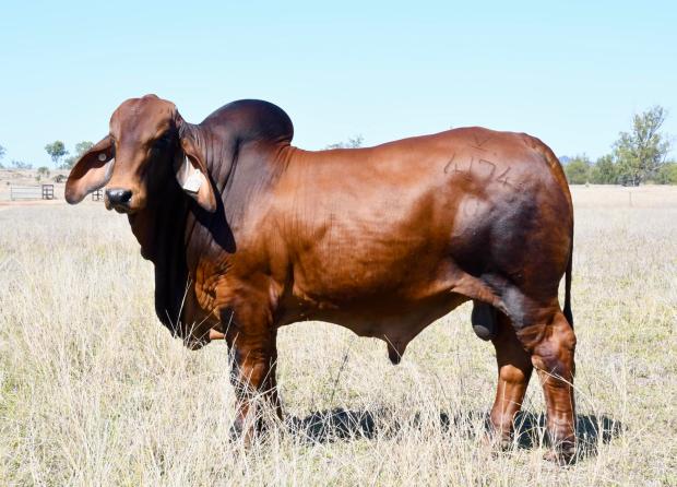 Sire to embryos.