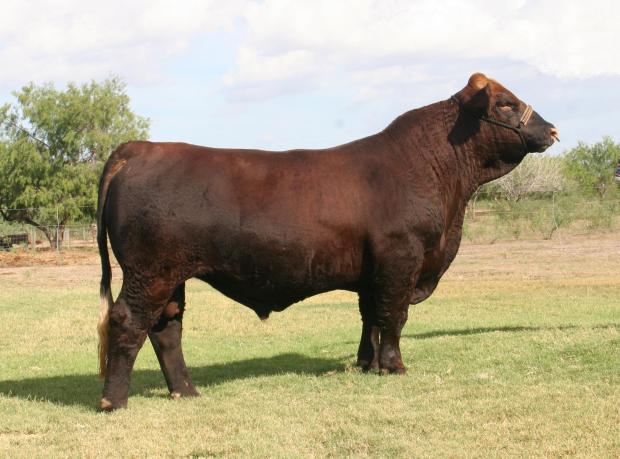 Sire - Red Rock is one of the breed's top sires.  Check out his sons selling as Lots 10 and 11.