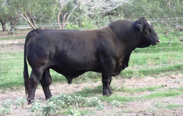 Maternal grand sire - 6GLMC Rajin Cajun - one of the breed's hottest AI sires