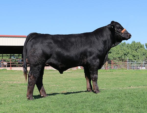 Maternal brother by Beefmaker owned by La Muneca-Flores Cattle Co. 