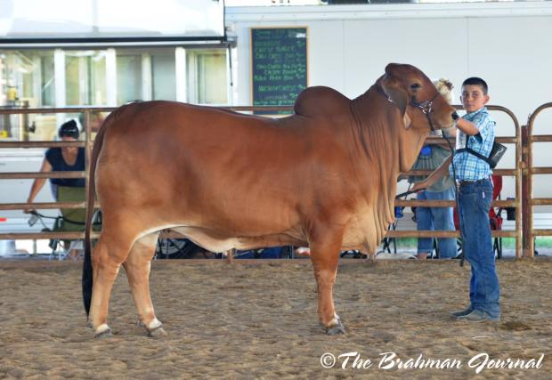 Sire: Mr. H Oxford Rojo 604/4 