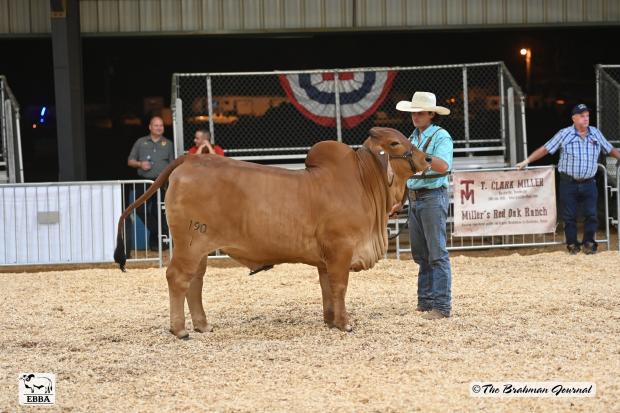 Dam of VL Rojo Mocho 5/140