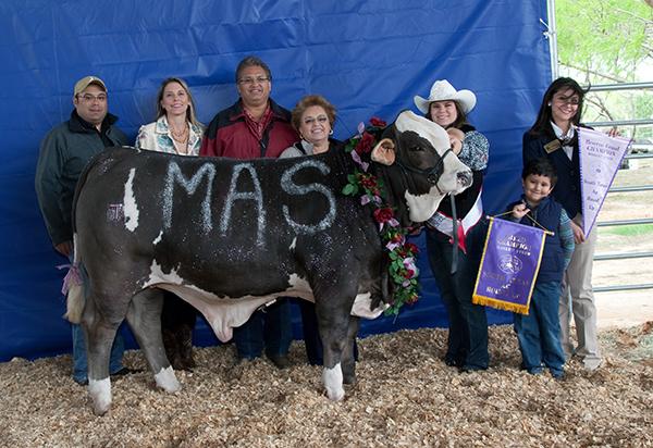 Champion Simbravieh Goliath sired steer shown by Liana Flores