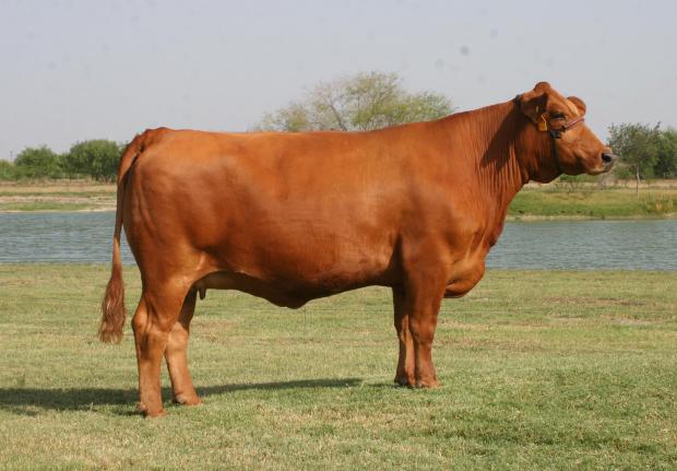 Paternal grand dam - LMC She Moves - A BREED CHANGER !!