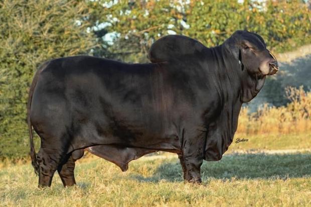 Sire to embryos: NCC Red Odyssey