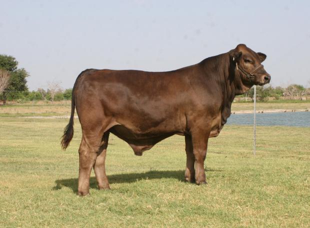 Sire - LMC LF Revelee at nine month of age. Look at his bone and muscle !!