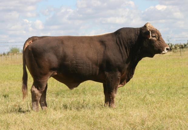 Maternal grand sire - triple bred Vernon -  LMC LF Blacksmith