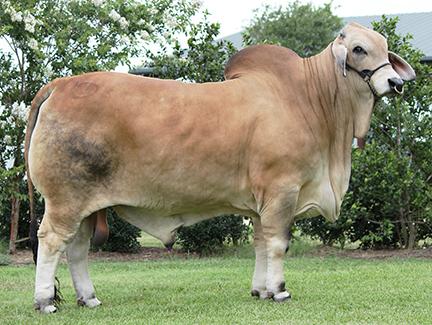 Sire to embryos: M2 BRC Captain 518/1
