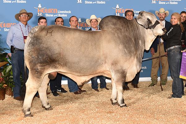 Son: Mr. H Thor Manso 732-5 – sire to 2022 International Reserve Champion