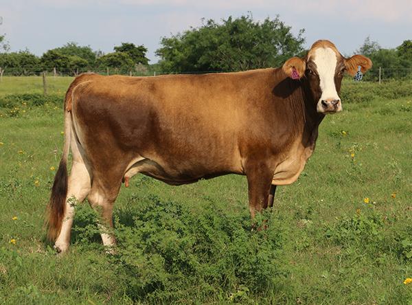 Dam - typical Simbravieh mama cow with good udder, moderate frame and easy keeping.