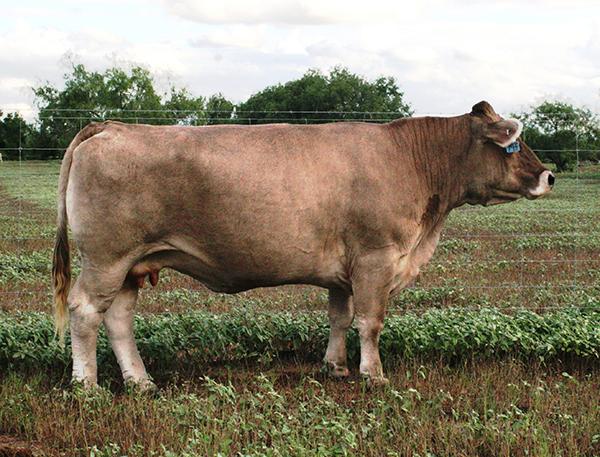Paternal grand dam of Lots 23 -25, the famous WTR Baylee - A BREED MATRIARCH !!