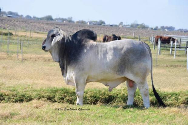 Sire to embryos: CT Mr. Elmeaux Rhineaux 1/7