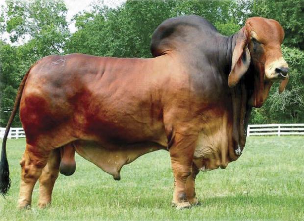 Dam to embryos: Lady H Mandy Rojo 583/4