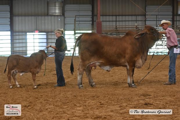 Pasco 10/9 with calf.