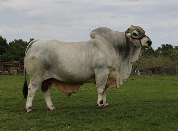 Sire - +LMC LF Ambassador - one of the greates POLLED bulls of all time !!