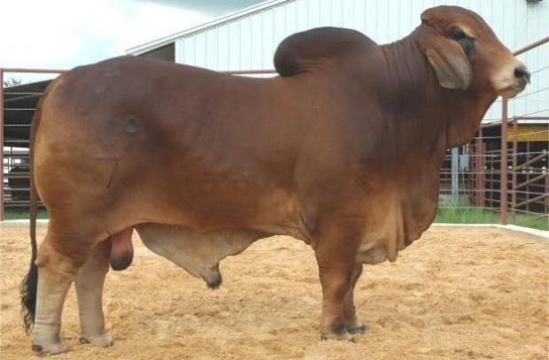 Sire: LMC LN Polled Pappo 136/6 (PP)