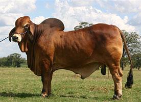 Maternal Grand Sire: JF Conquistador Bravo 100
