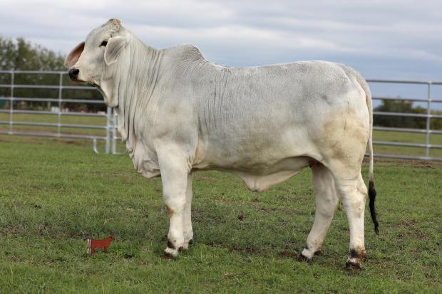 Full sister: Lady L Madelina Rojo 341 