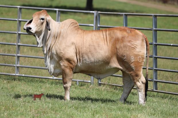 Service Sire: Mr. V8 378/8