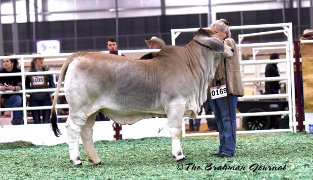 Reserve National Champion Daughter Reserve National Champion Daughter