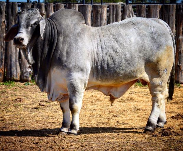 Son: HLSR Overall High Grading Bull Son: HLSR Overall High Grading Bull