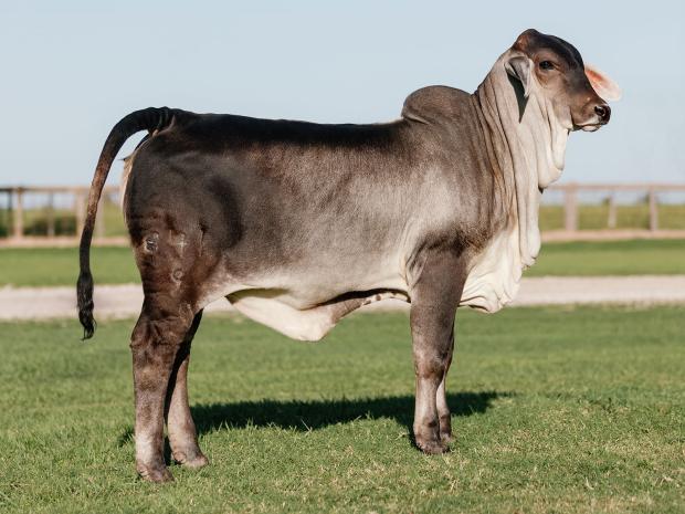 $61,750 Daughter sold by V8 Ranch