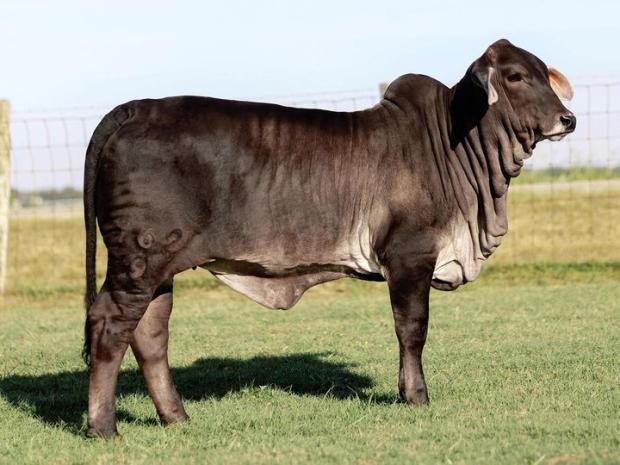 $67,250 Daughter sold by V8 Ranch