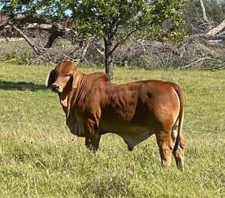An outstanding weaning age son.