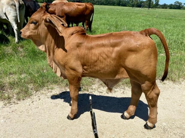 The first calves are all that you could want!