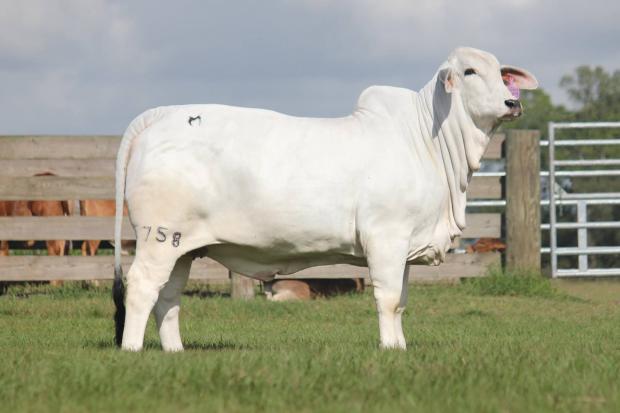 Sire to embryos: HK X-Ray