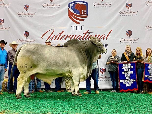 Sire of Embryos: NCC Red Odyssey