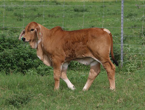 Polled bull calf  sired by LMC Polled Baron