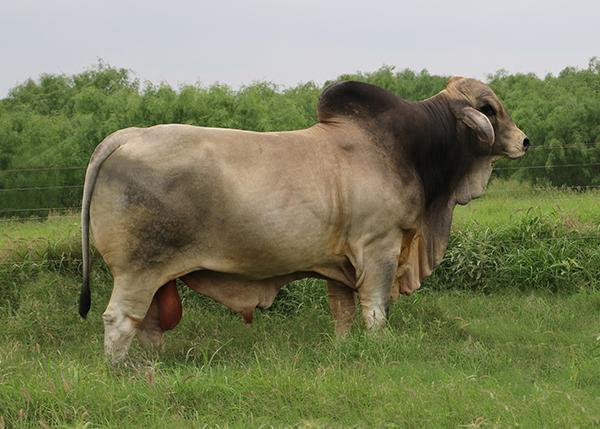 Sire of bull calf - LMC Polled Baron by LMC LF Ambassador