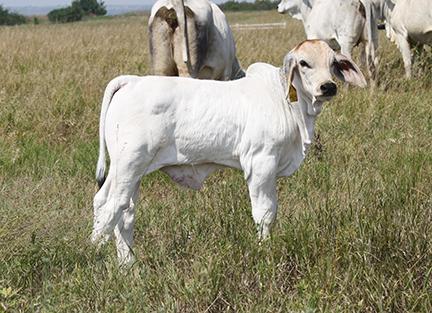 Lot 4 - Spring calf sired by LMC Polled Integrity at Kelly Barnards in Kansas.