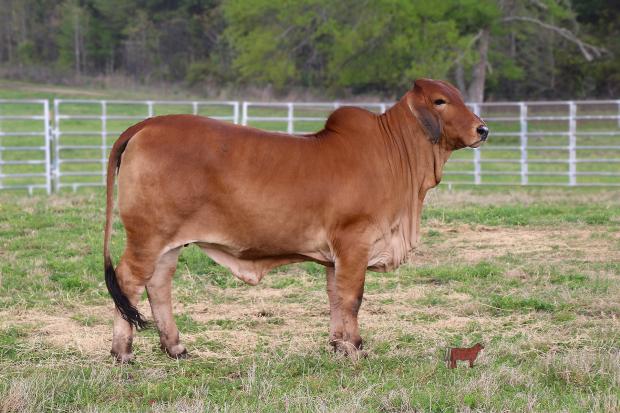 Dam: Miss HC Kelly 141/0