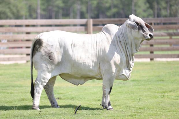 Dam to embryos: LMC LN Polled Carla 177/9 (S)