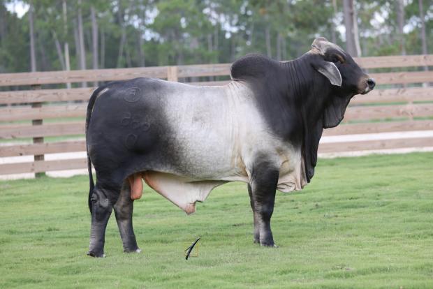 Son: CT Red Hot Rhineaux 17/0 – National Calf Champion 