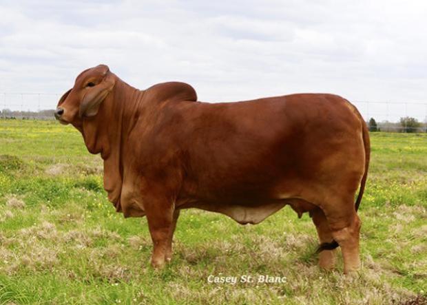 Sire of embryos: +JADL Rey TE