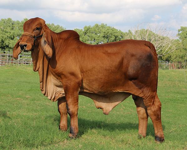 Vino son - LN Polled Heavyweight 44/1. Call Javier Moreno for more info 956 607 - 7408.