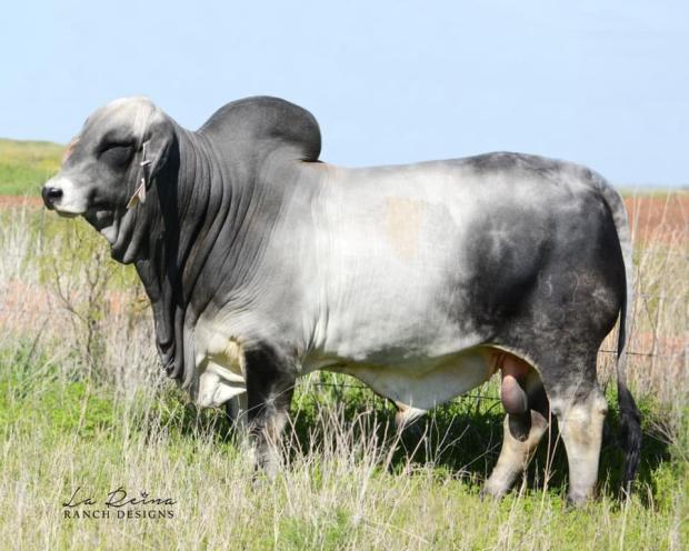 Sire: LMC Polled Perfecto 87/8