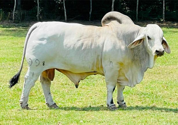 Sire