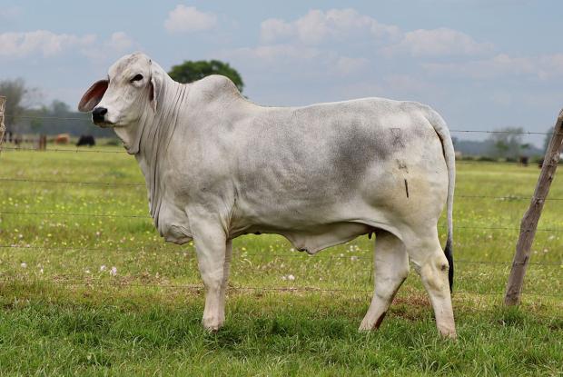 Maternal Half Sister: Consignment to BRC Female Sale