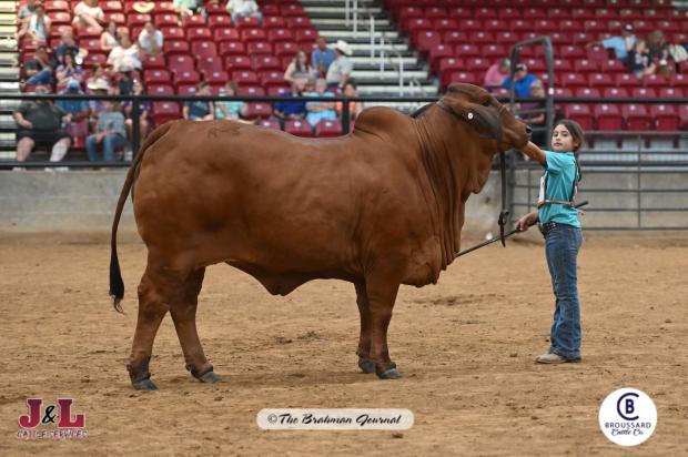 Sire: Mr. V8 733/7 “Polled Phenom”