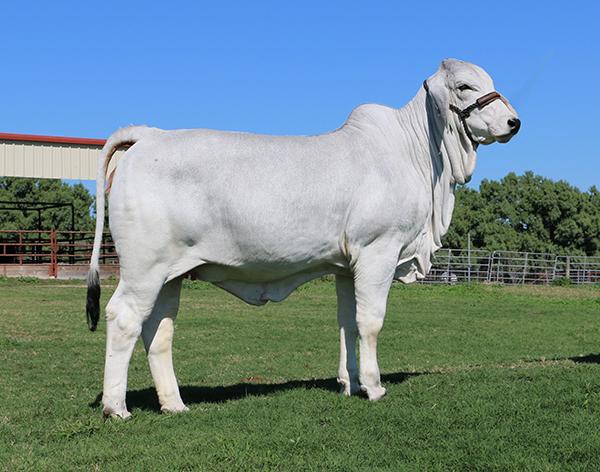 Champion daughter LMC ECC LF Polled Lolo owned by Chuck Sellman Family